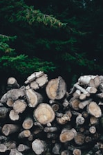 A stack of cut tree logs lies neatly in front of a dense forest. The logs are various sizes, showing the rings of the wood. The dark green foliage of the trees in the background adds depth to the scene.