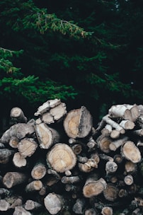 A stack of cut tree logs lies neatly in front of a dense forest. The logs are various sizes, showing the rings of the wood. The dark green foliage of the trees in the background adds depth to the scene.