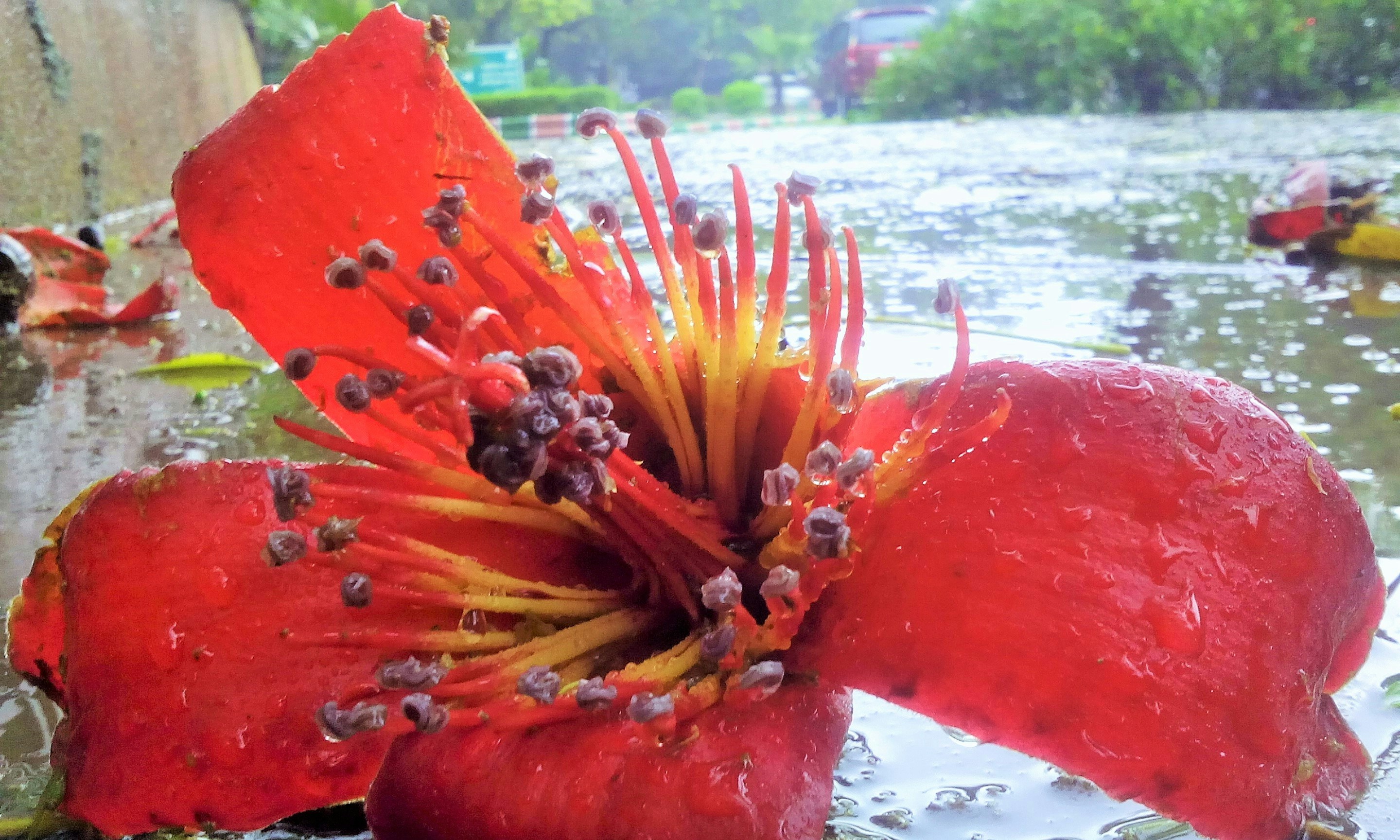 Free Unsplash photo from Mukund Gohil