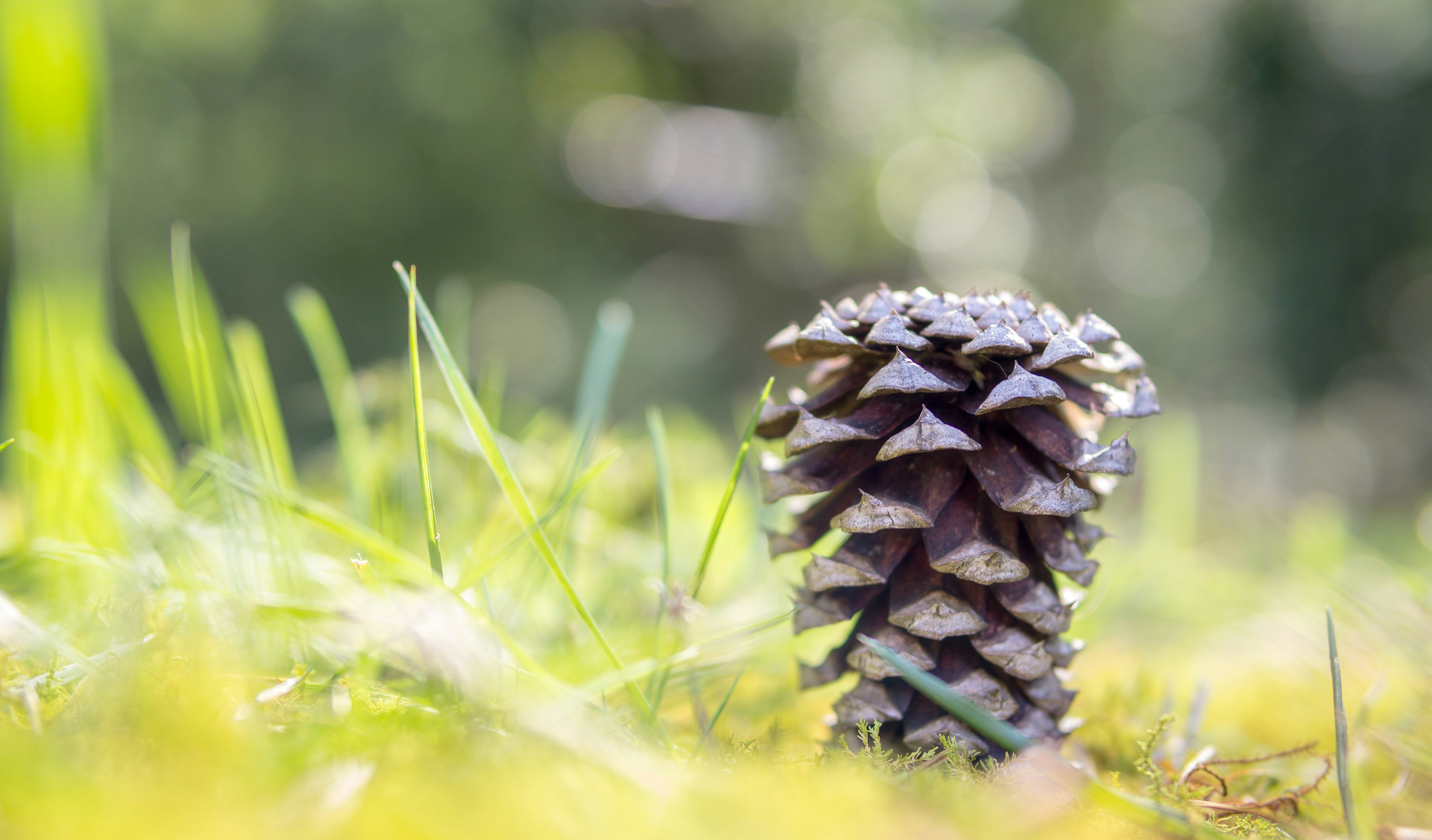 Free Unsplash photo from Joey Kyber