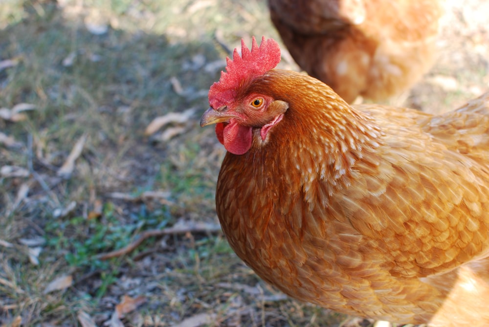 brown rooster