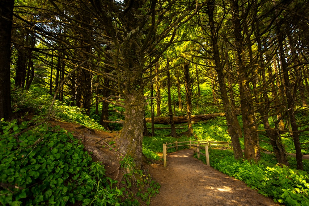 a path through a forest with lots of trees