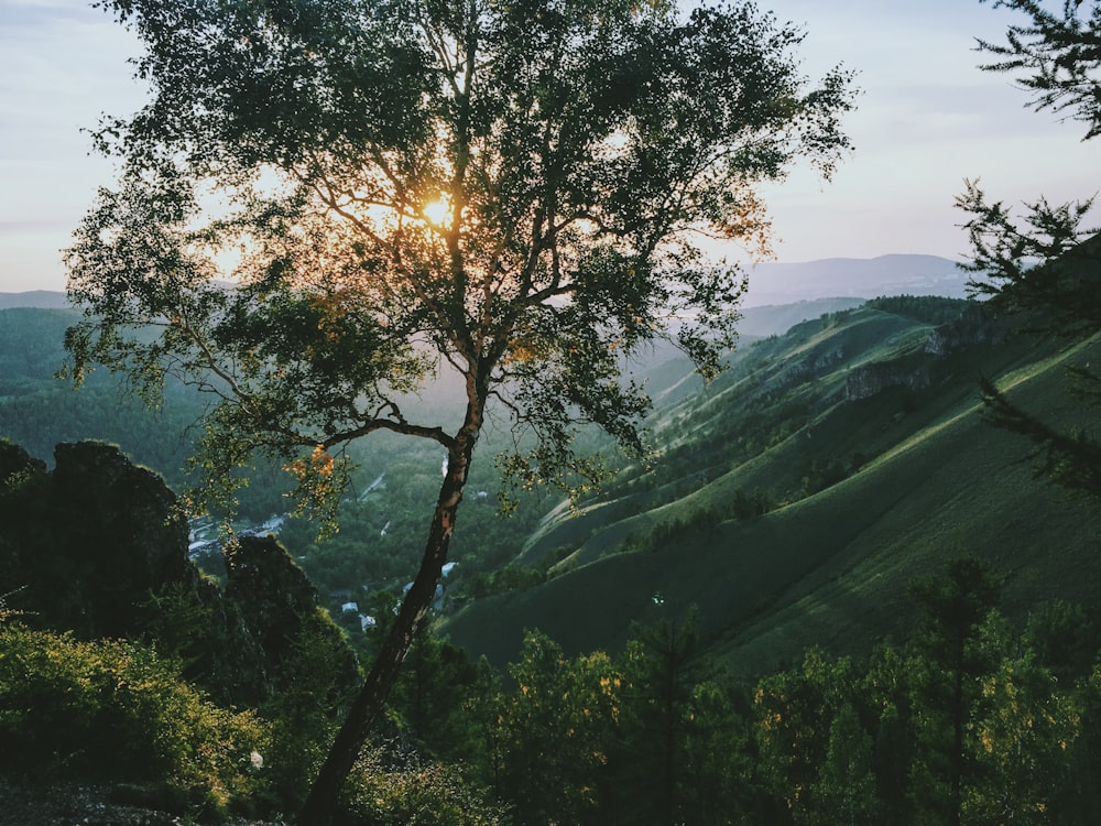 산에 녹색 잎이 달린 나무