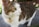 A close-up of a cat with green eyes and a white and tabby coat. The cat wears a yellow ID tag around its neck. Its gaze is directed to the right, and it stands on a paved walkway with grass and a brick background partially visible.