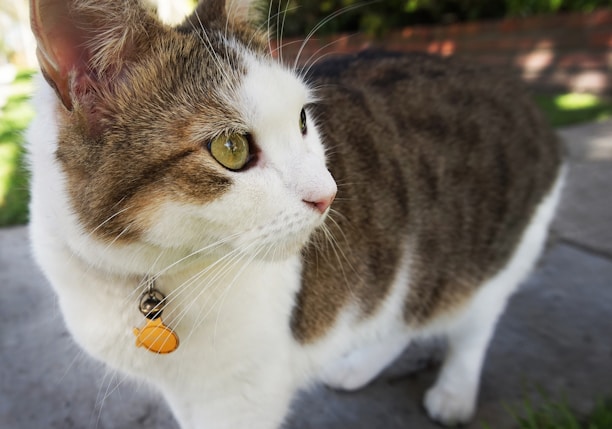 A close-up of a cat with green eyes and a white and tabby coat. The cat wears a yellow ID tag around its neck. Its gaze is directed to the right, and it stands on a paved walkway with grass and a brick background partially visible.