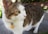 A close-up of a cat with green eyes and a white and tabby coat. The cat wears a yellow ID tag around its neck. Its gaze is directed to the right, and it stands on a paved walkway with grass and a brick background partially visible.