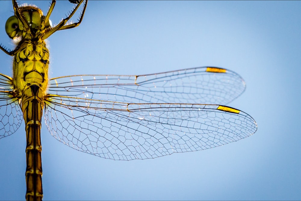 macro photography of yellow and brown dragonfly