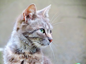 A close-up profile view of a brown tabby cat with prominent whiskers, large green eyes, and upright ears.