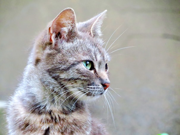 A close-up profile view of a brown tabby cat with prominent whiskers, large green eyes, and upright ears.