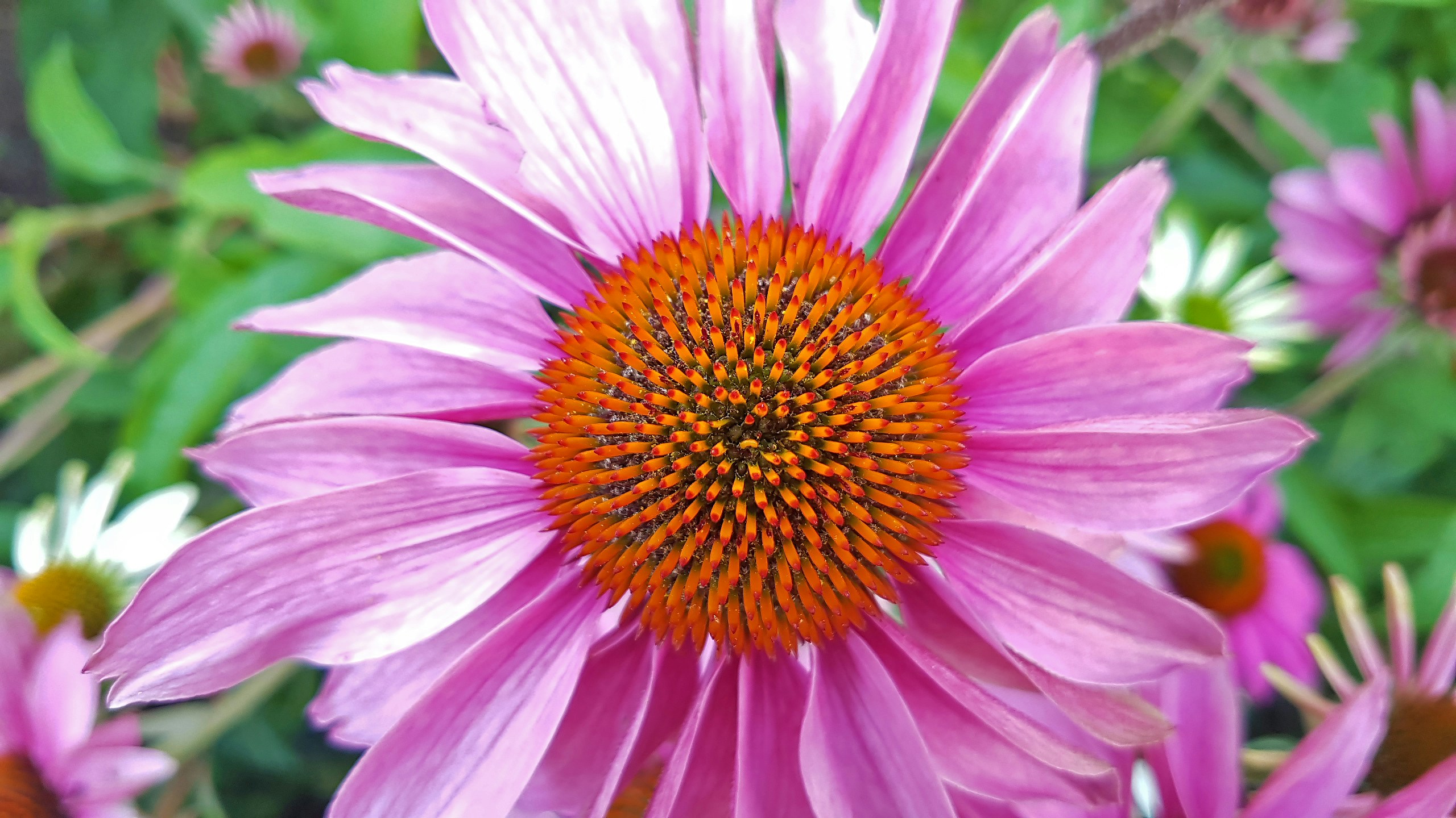 Free Unsplash photo from Joakim Lamkiewicz