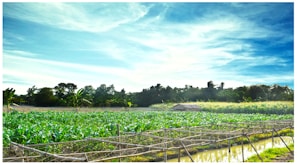 A lush green farm field with rows of crops growing under a bright blue sky. In the distance, there is a small hut surrounded by dense trees. The sky is clear with a few wispy clouds, and there is a wooden framework at the front for crop support.