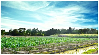 A lush green farm field with rows of crops growing under a bright blue sky. In the distance, there is a small hut surrounded by dense trees. The sky is clear with a few wispy clouds, and there is a wooden framework at the front for crop support.