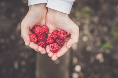 person holding cranberries berry teams background