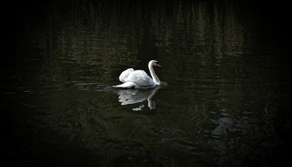 cisne blanco flotando en el agua