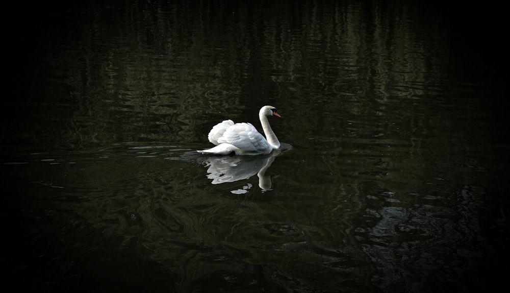 Weißer Schwan schwimmt auf dem Wasser