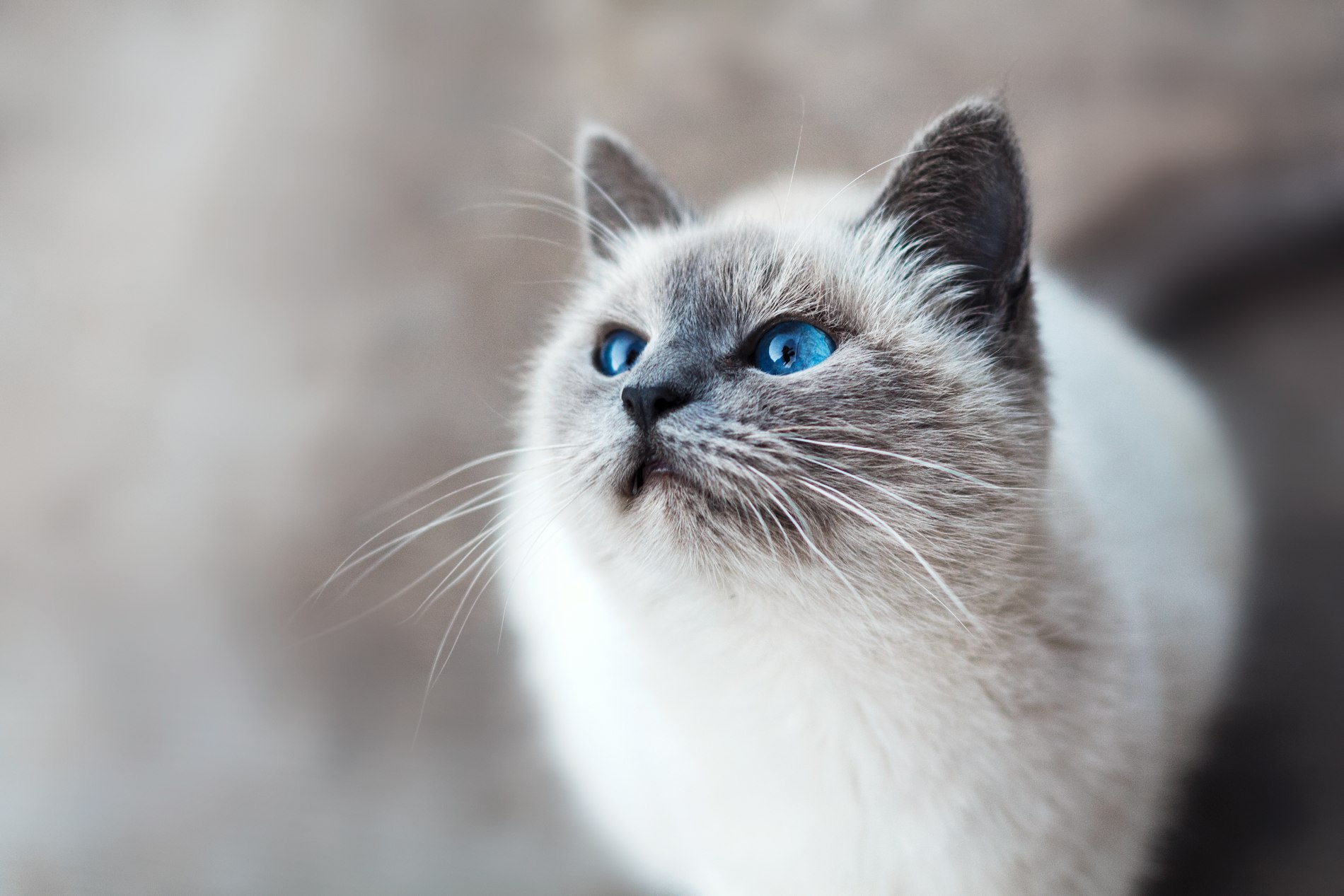 Qué hacer ante una hemorragia nasal en un gato