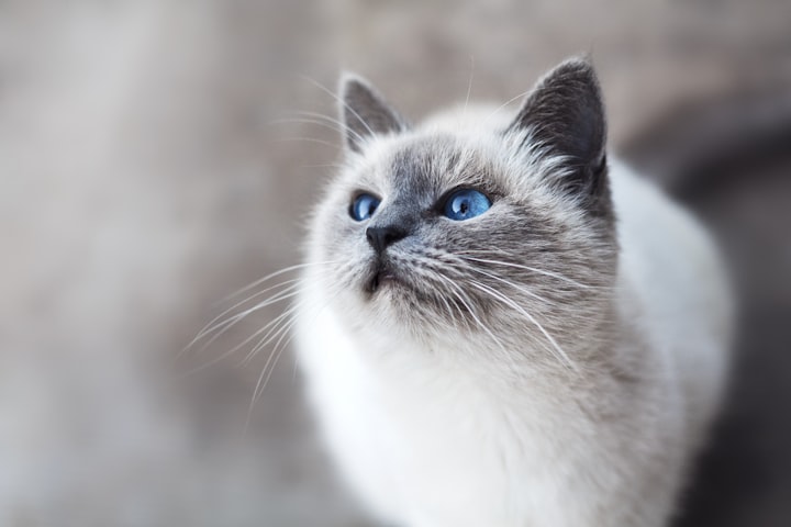 10 Tips for Keeping Your Cat Happy and Healthy