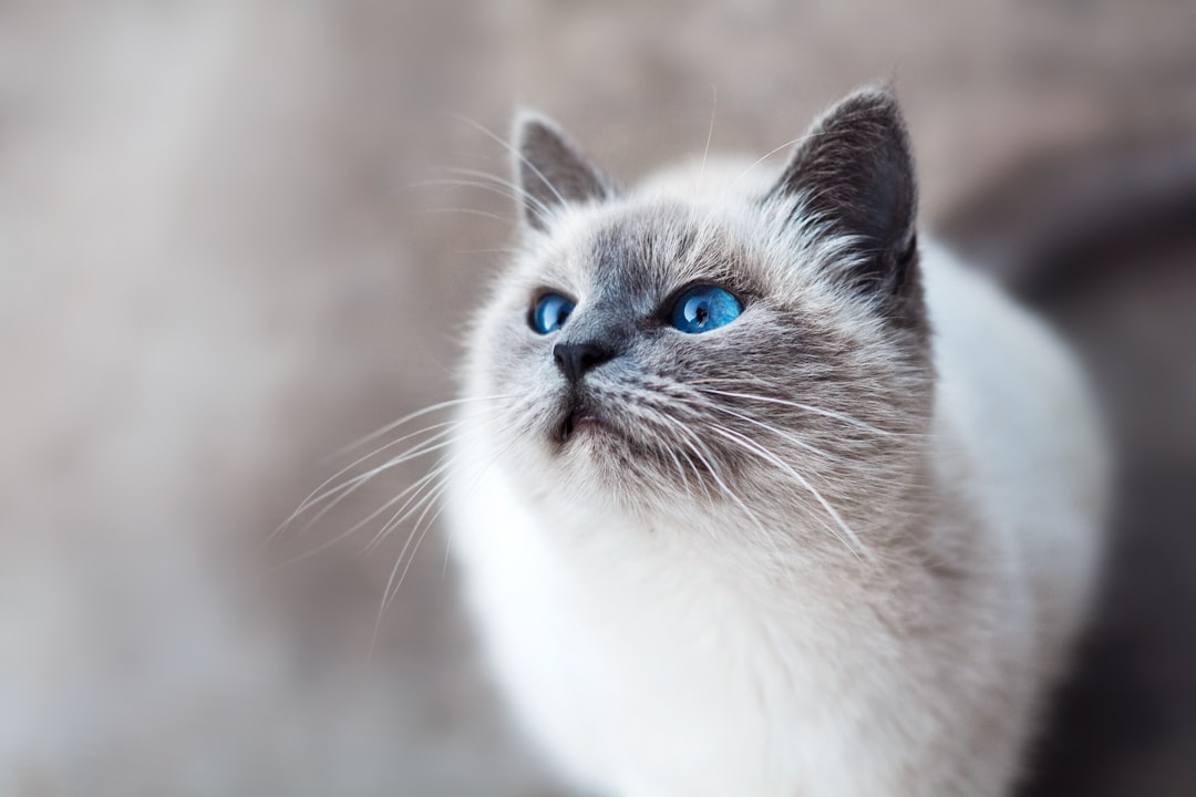 Startled blue-eyed cat