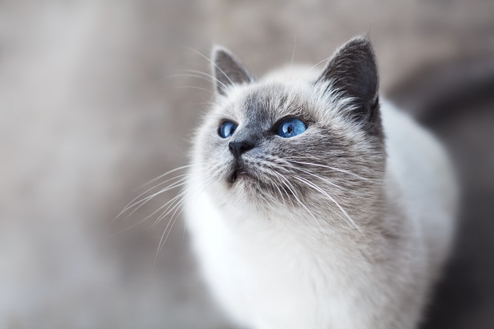 white and gray cat