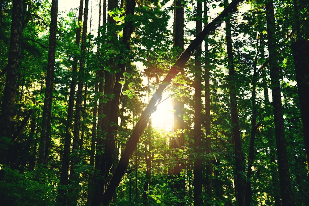 green trees under sunny sky