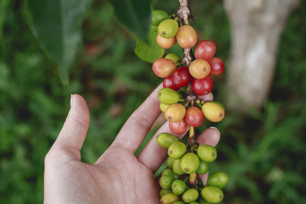 a hand is holding a bunch of berries