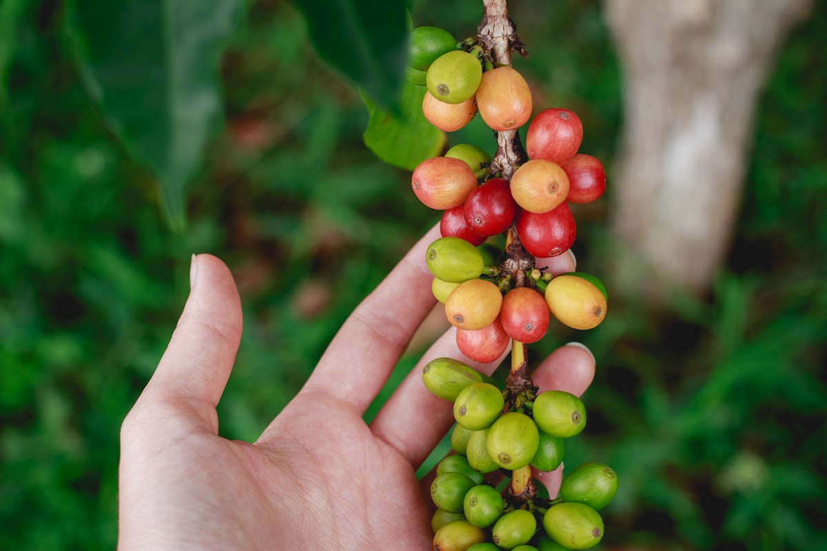 Der Einfluss von Klimaveränderungen auf Kaffeeanbaugebiete