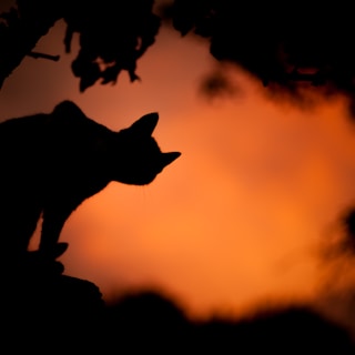 spooky silhouette photo of a Halloween cat