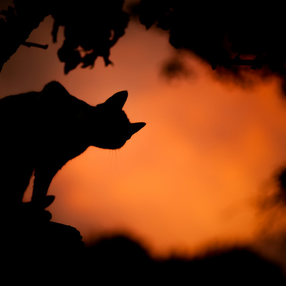 silhouette photo of a cat