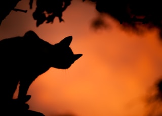 silhouette photo of a cat