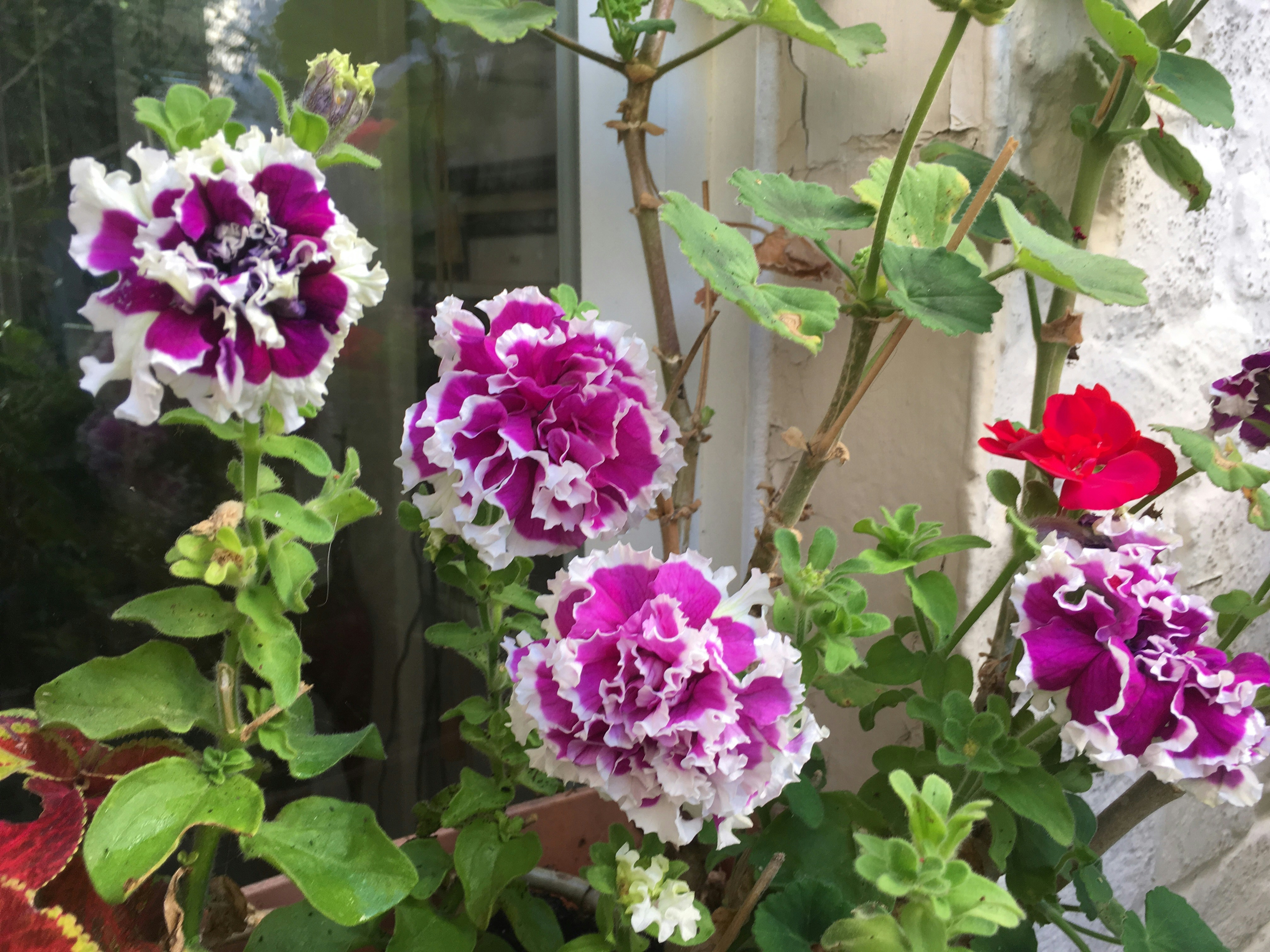 Free Unsplash photo from Jenny Macdonald