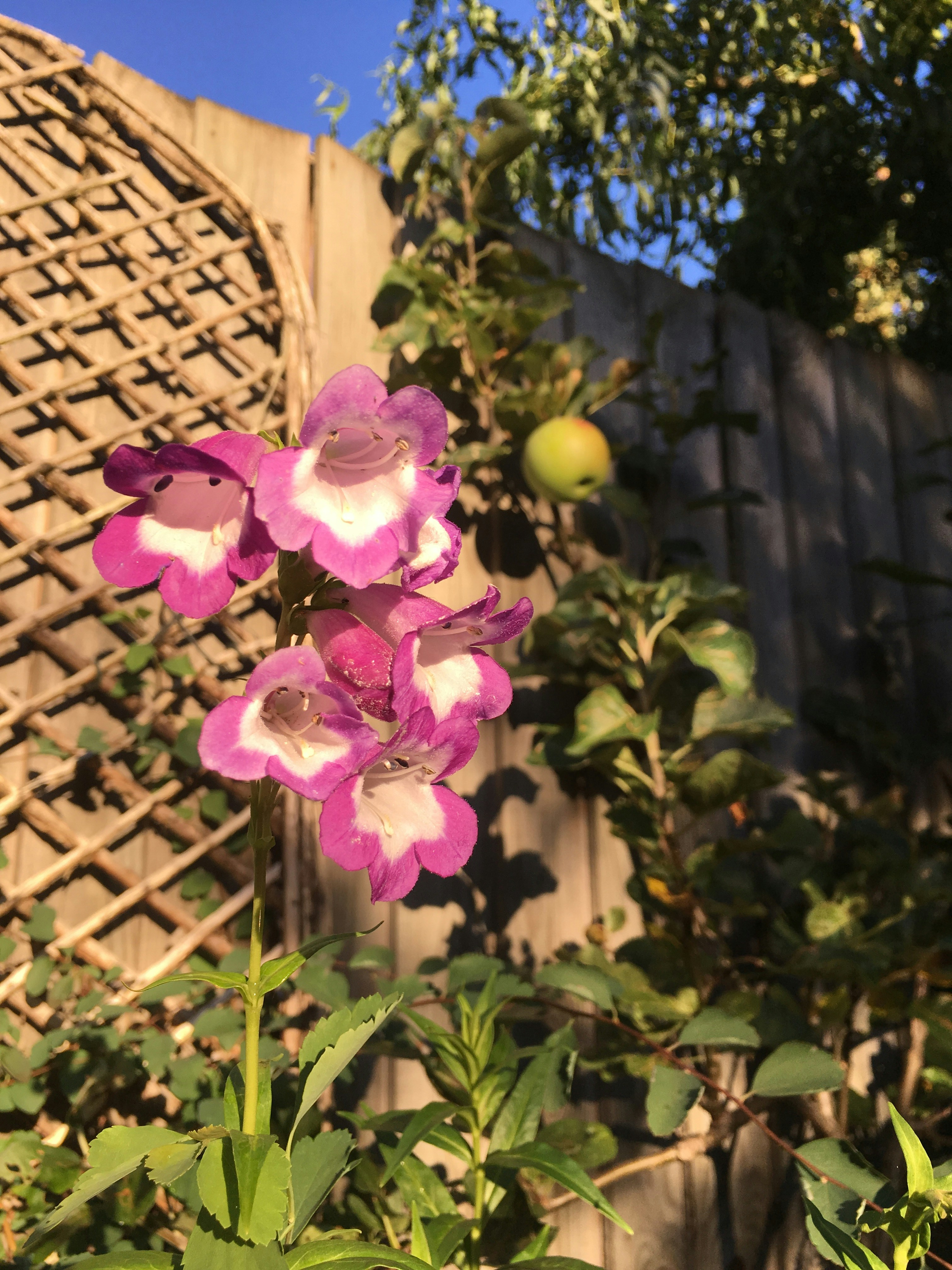 Free Unsplash photo from Jenny Macdonald