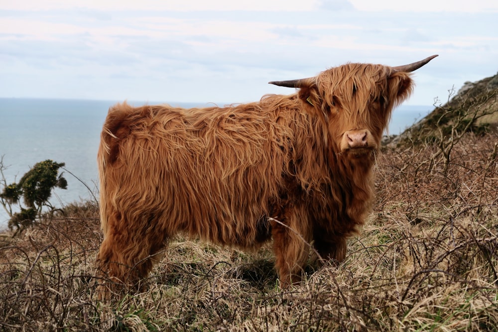 domestic yak