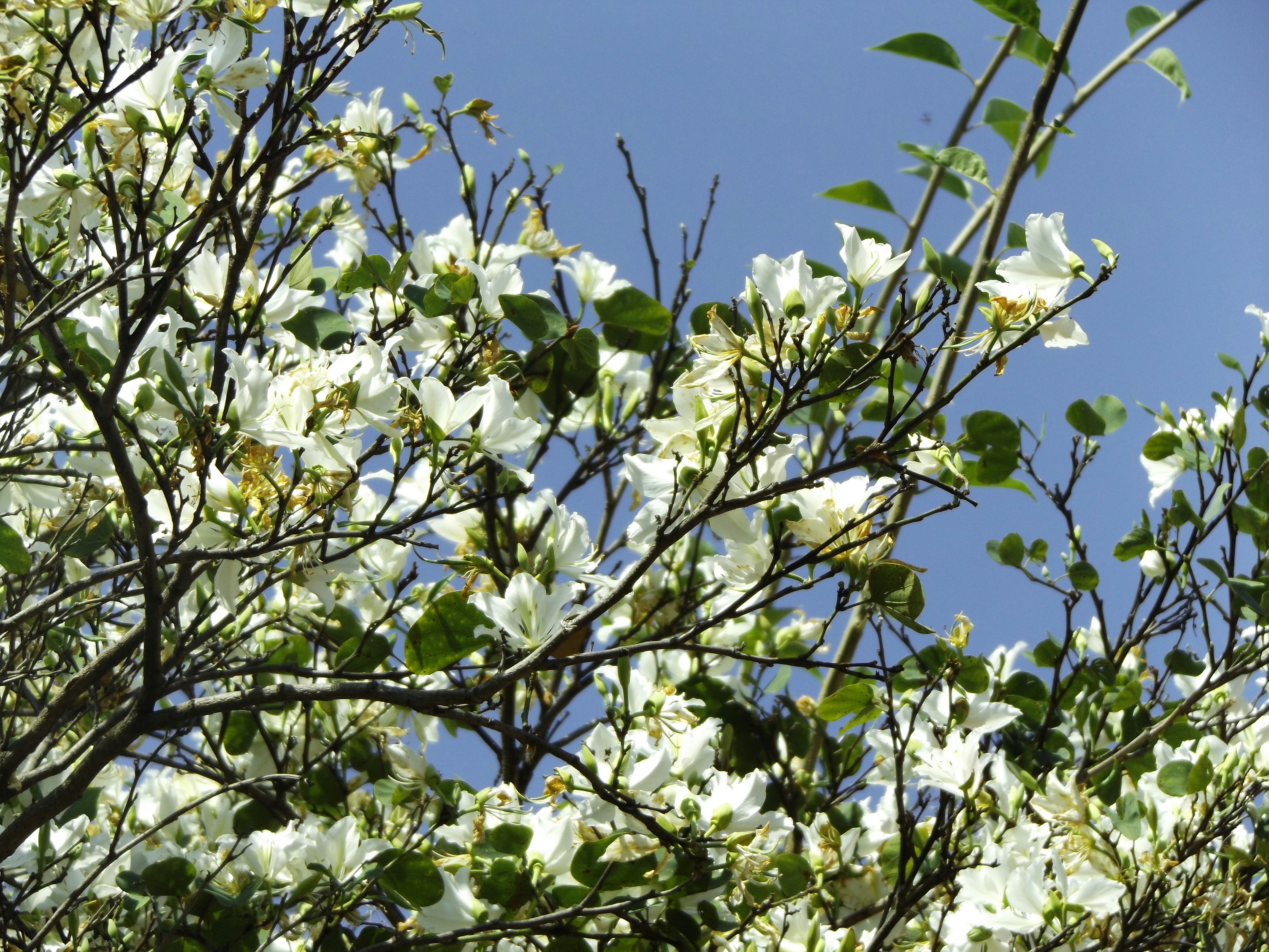 Free Unsplash photo from Gerardo Amaya