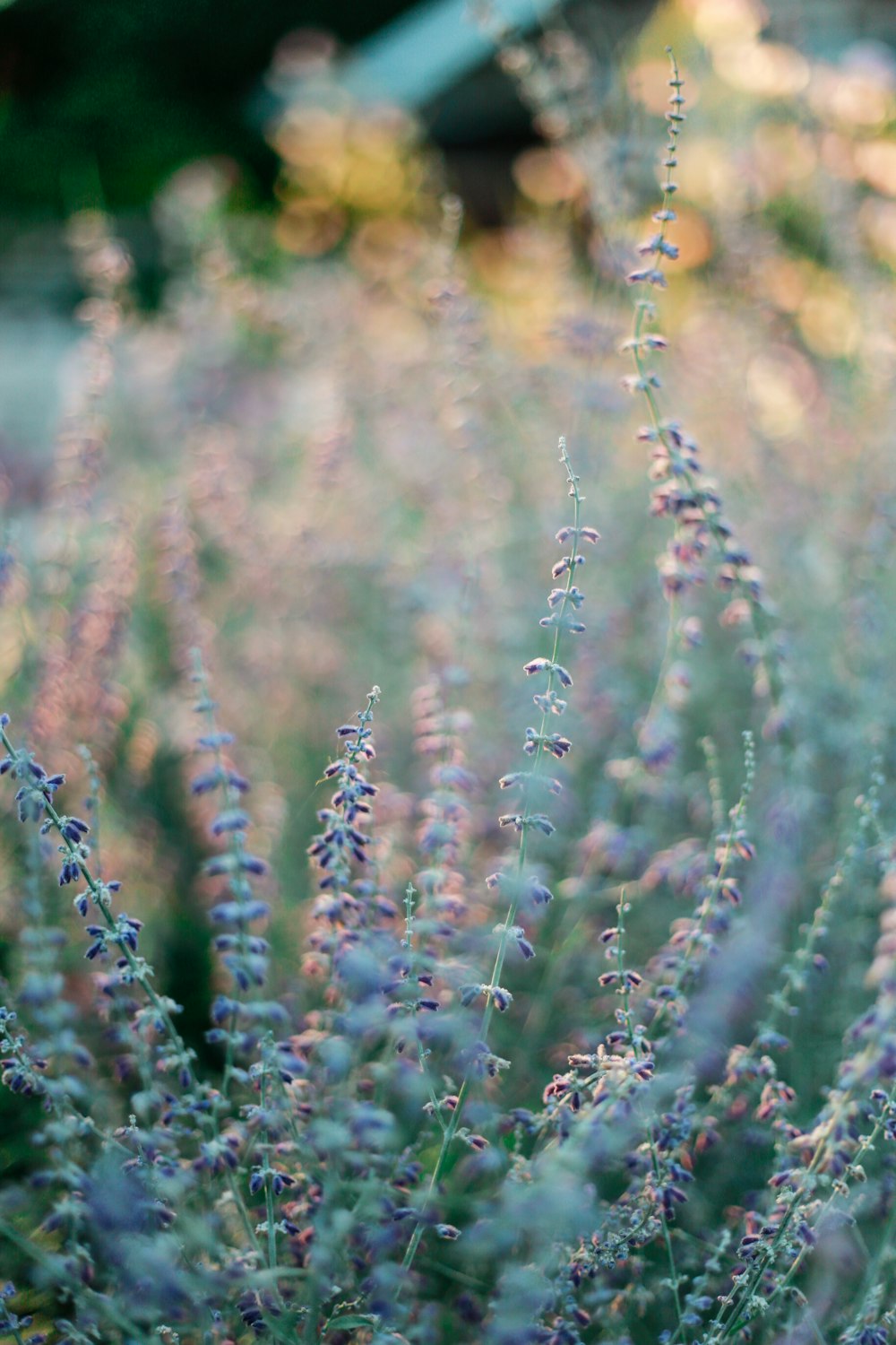 purple flowers