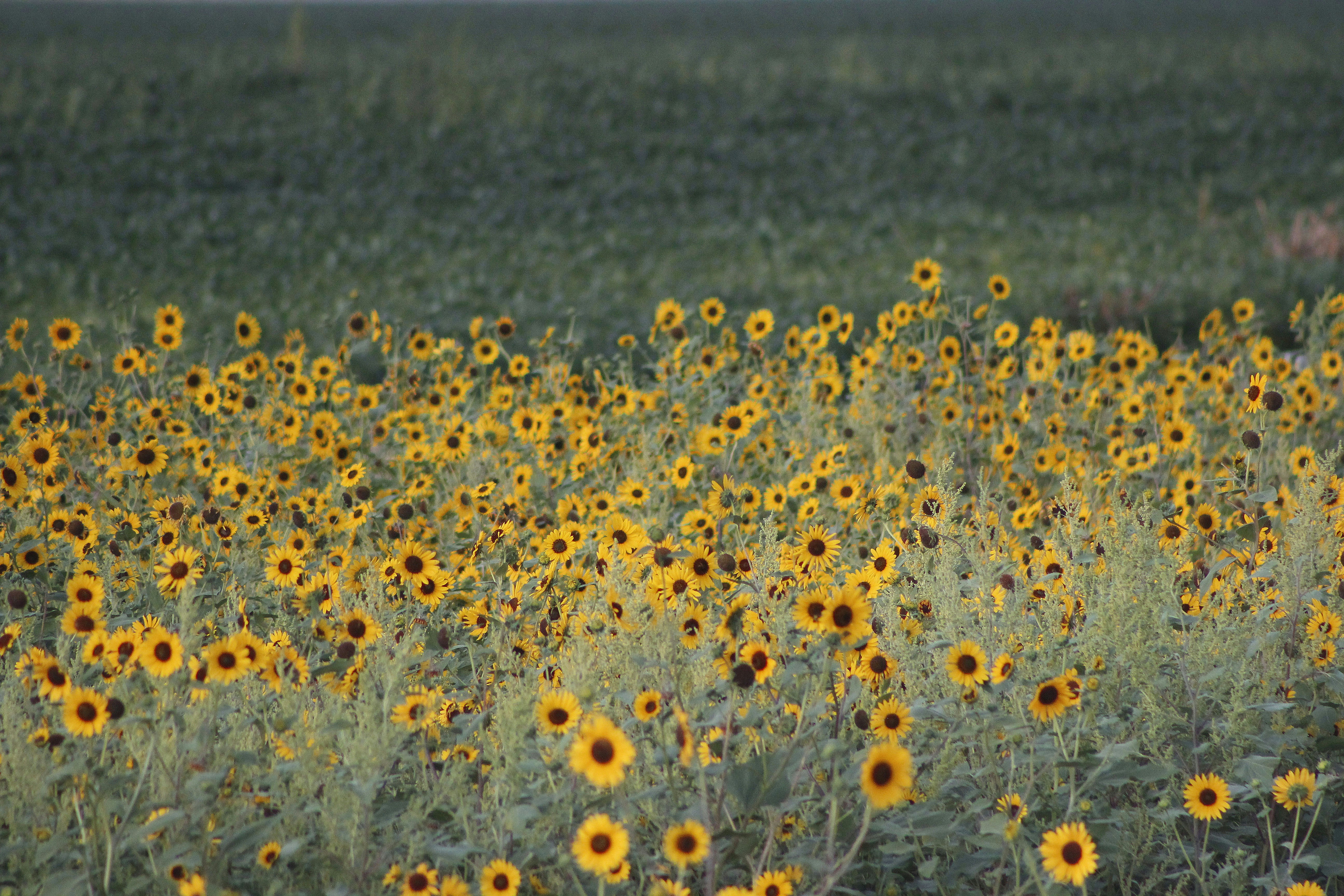 Free Unsplash photo from ajdin civgin