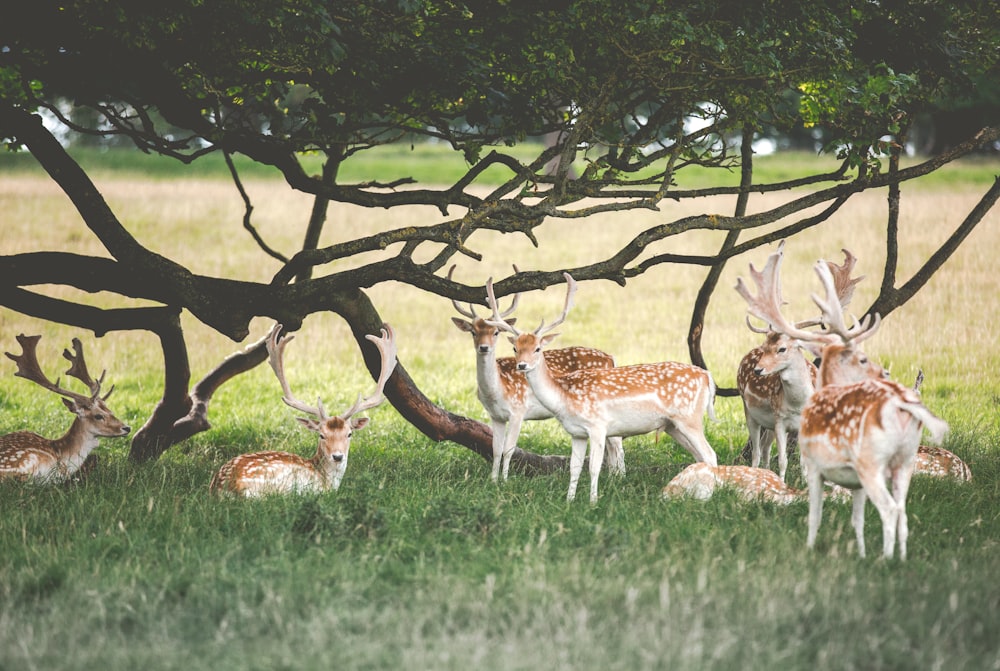 cerf sous l’arbre pendant la journée