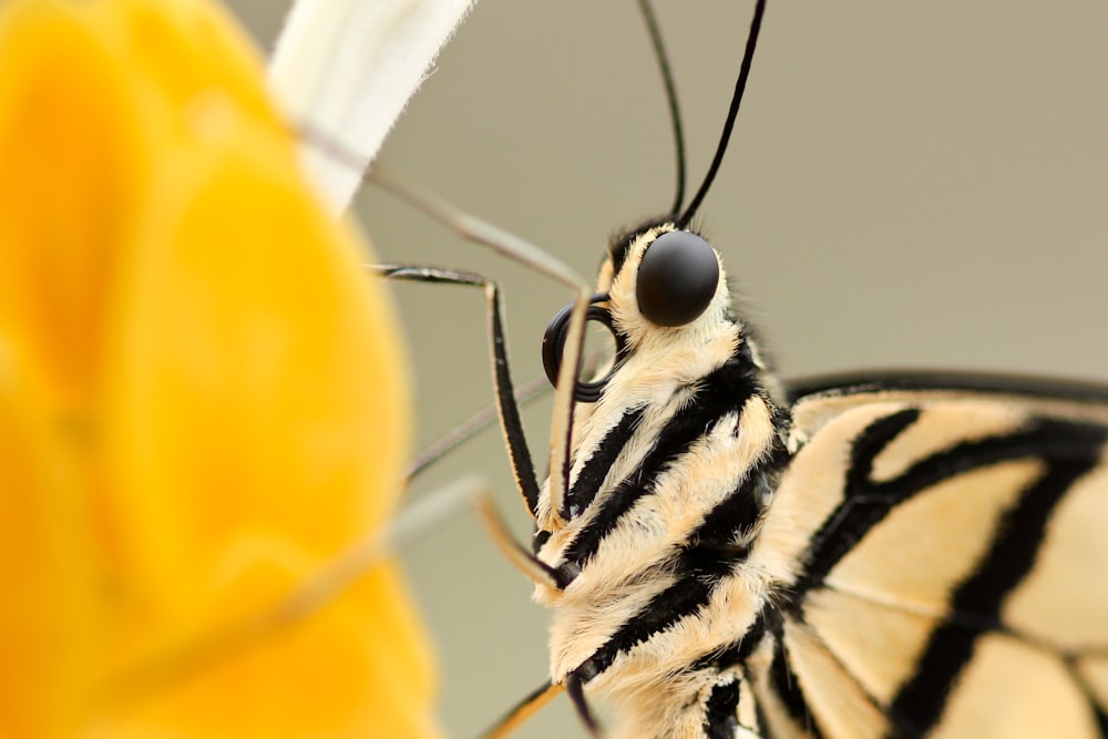 Fotografía macro de insecto beige y negro