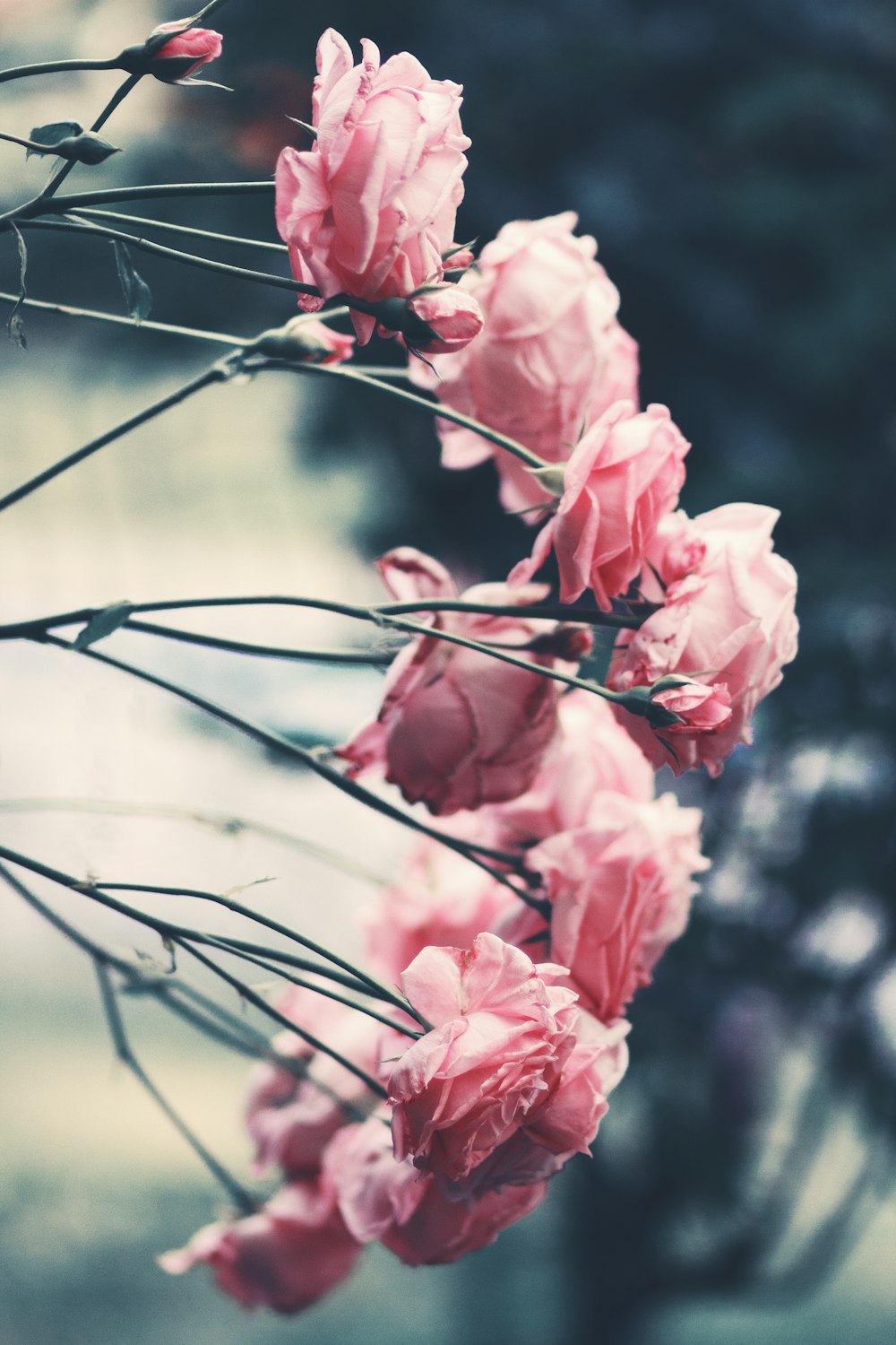 Fotografía de enfoque selectivo de flor de rosa rosa