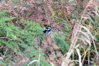 A close-up of a flame bowerbird perched among vibrant green foliage in its natural habitat.