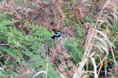 A close-up of a flame bowerbird perched among vibrant green foliage in its natural habitat.