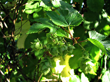Hands holding fresh hops with sunlight filtering through green leaves in a backyard garden
