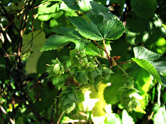 Hands holding fresh hops with sunlight filtering through green leaves in a backyard garden