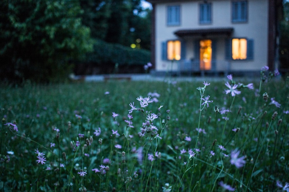 field of purple flower beside house