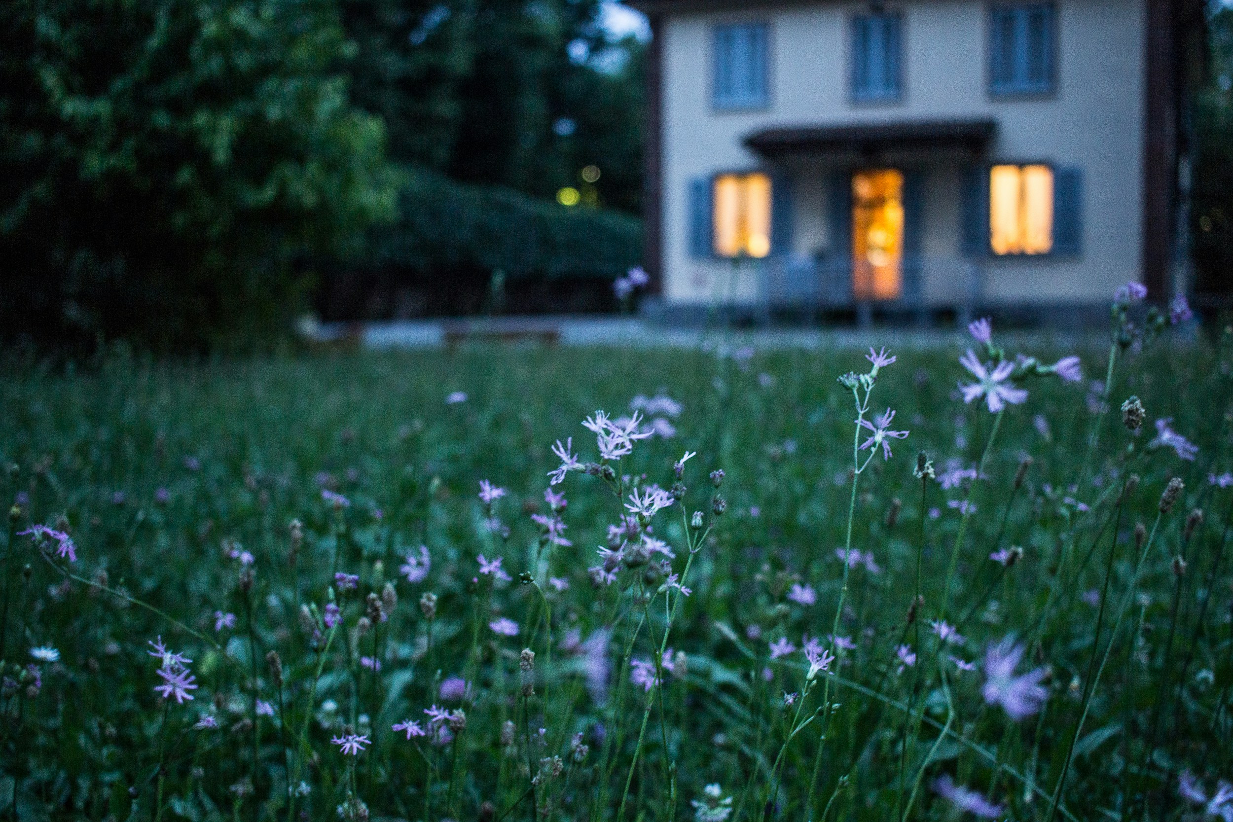 Backyard with wild flowers. A quiet summer night