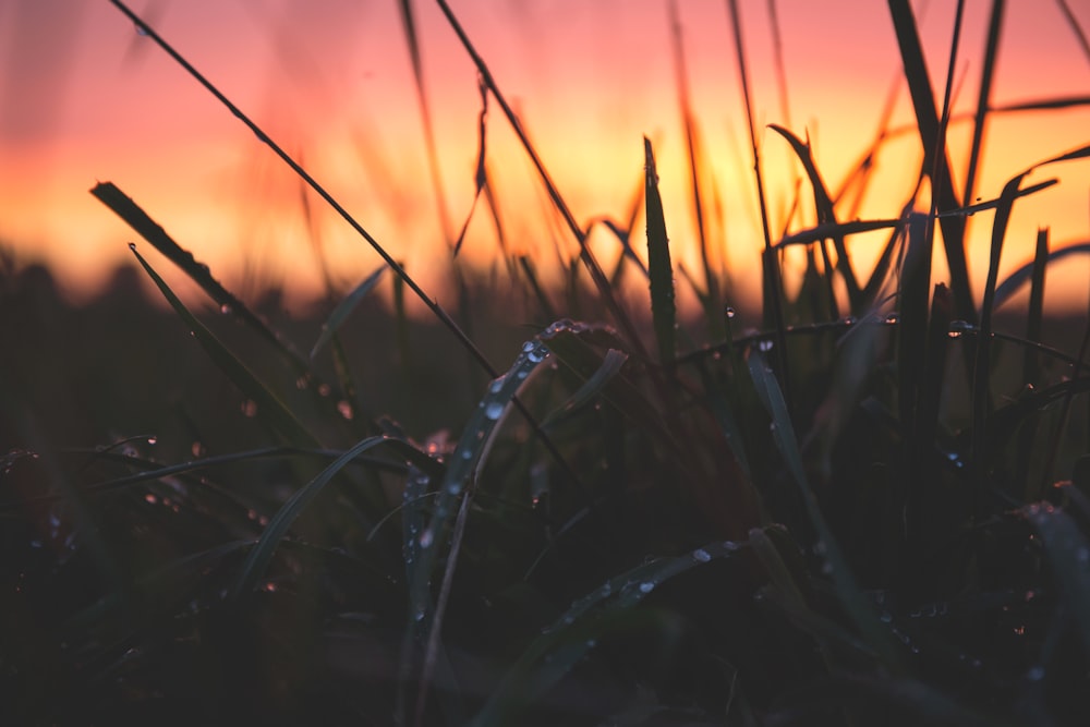 close shot of grass