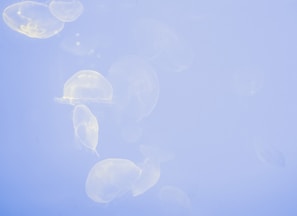 group of transparent jellyfish