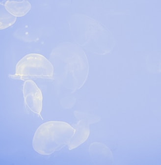 group of transparent jellyfish