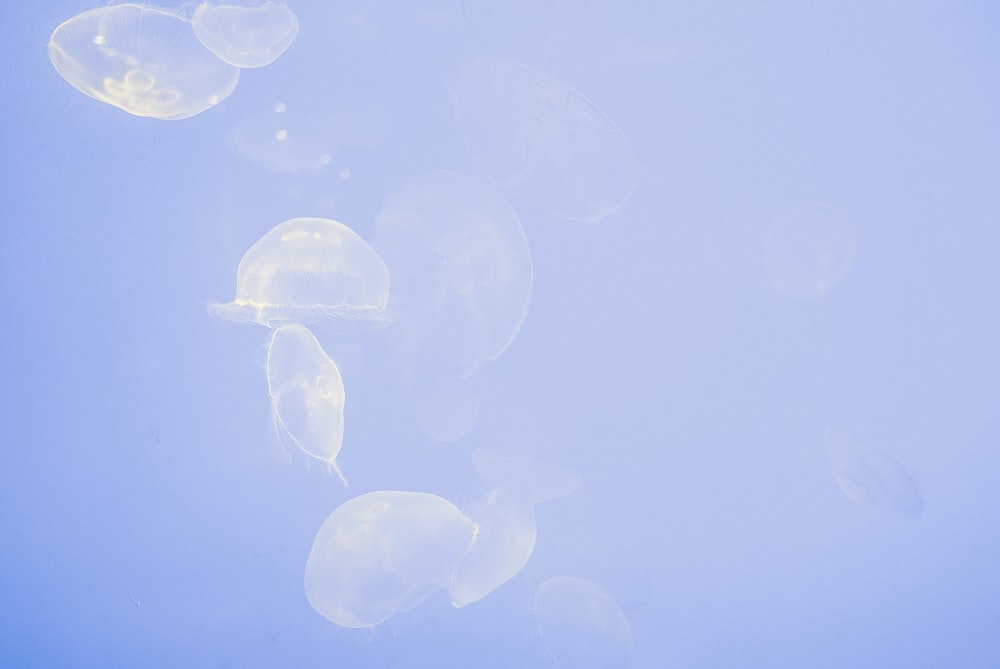 group of transparent jellyfish
