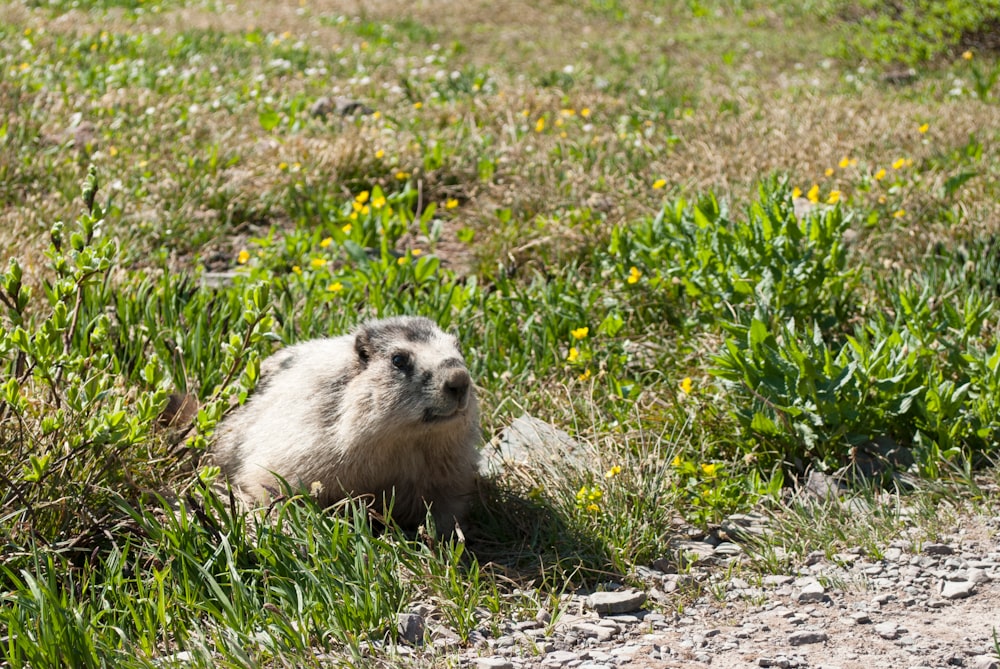 Animal blanc et gris sur un champ d’herbe verte pendant la journée
