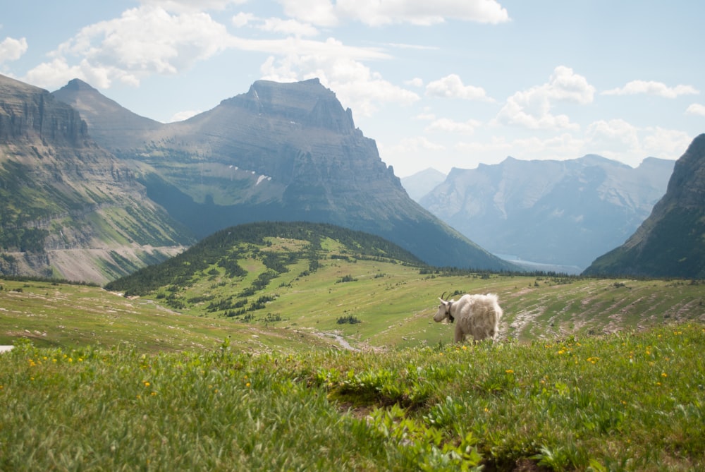 moutons blancs sur un champ d’herbe verte près de la montagne pendant la journée